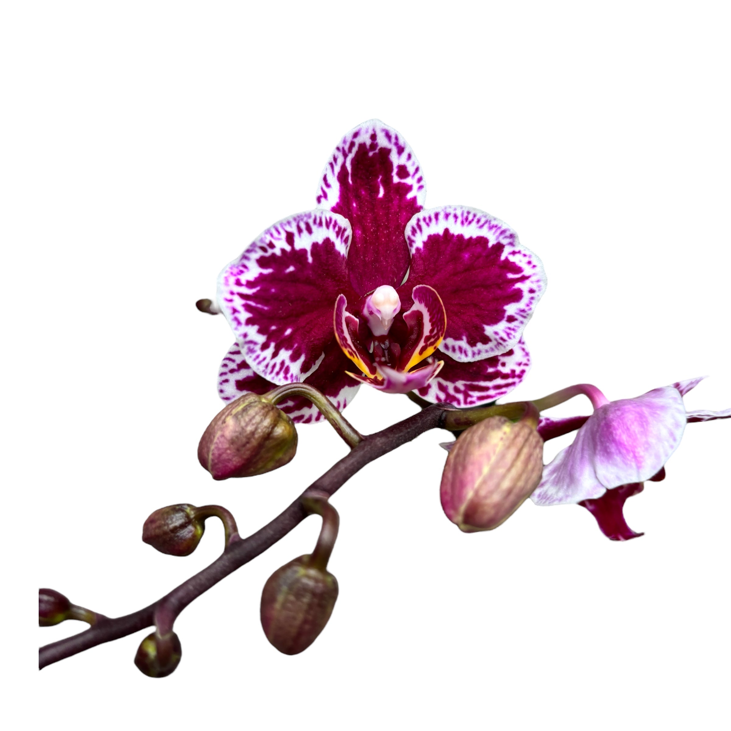 Phalaenopsis multiflora