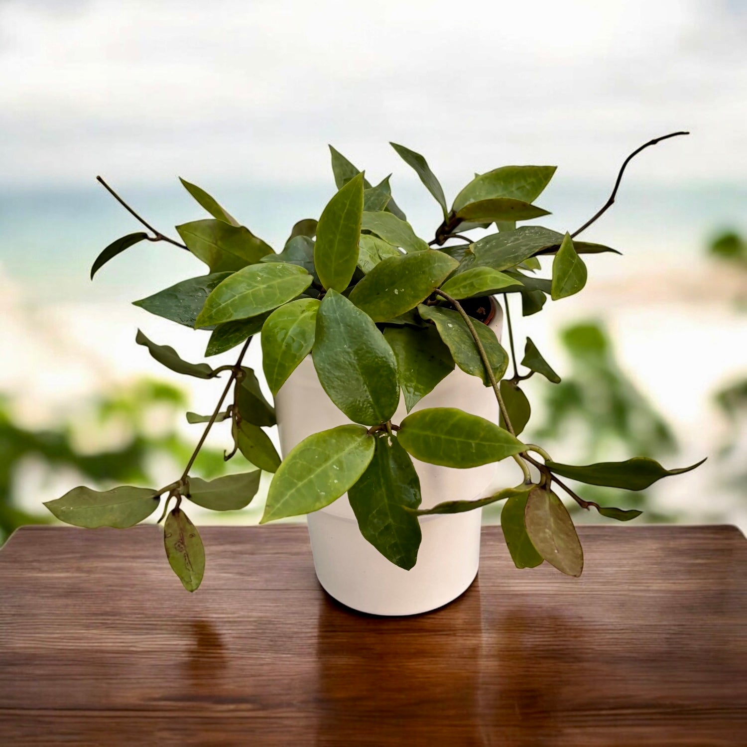 Hoya 'Patricia' (Hoya darwinii x Hoya elliptica)