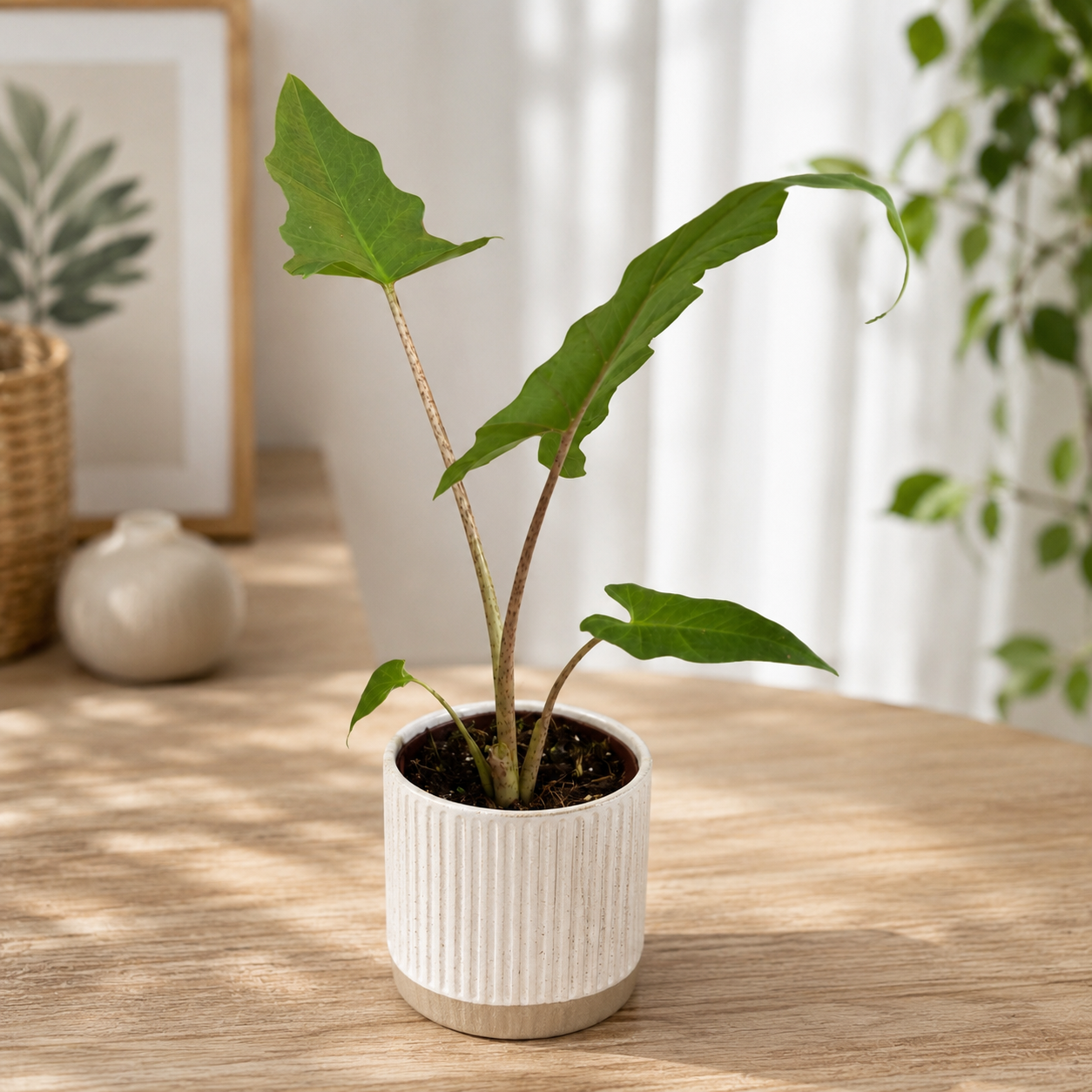 Alocasia boa A.Hay - Oreja de elefante con hojas lobuladas