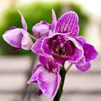 Phalaenopsis pelorique