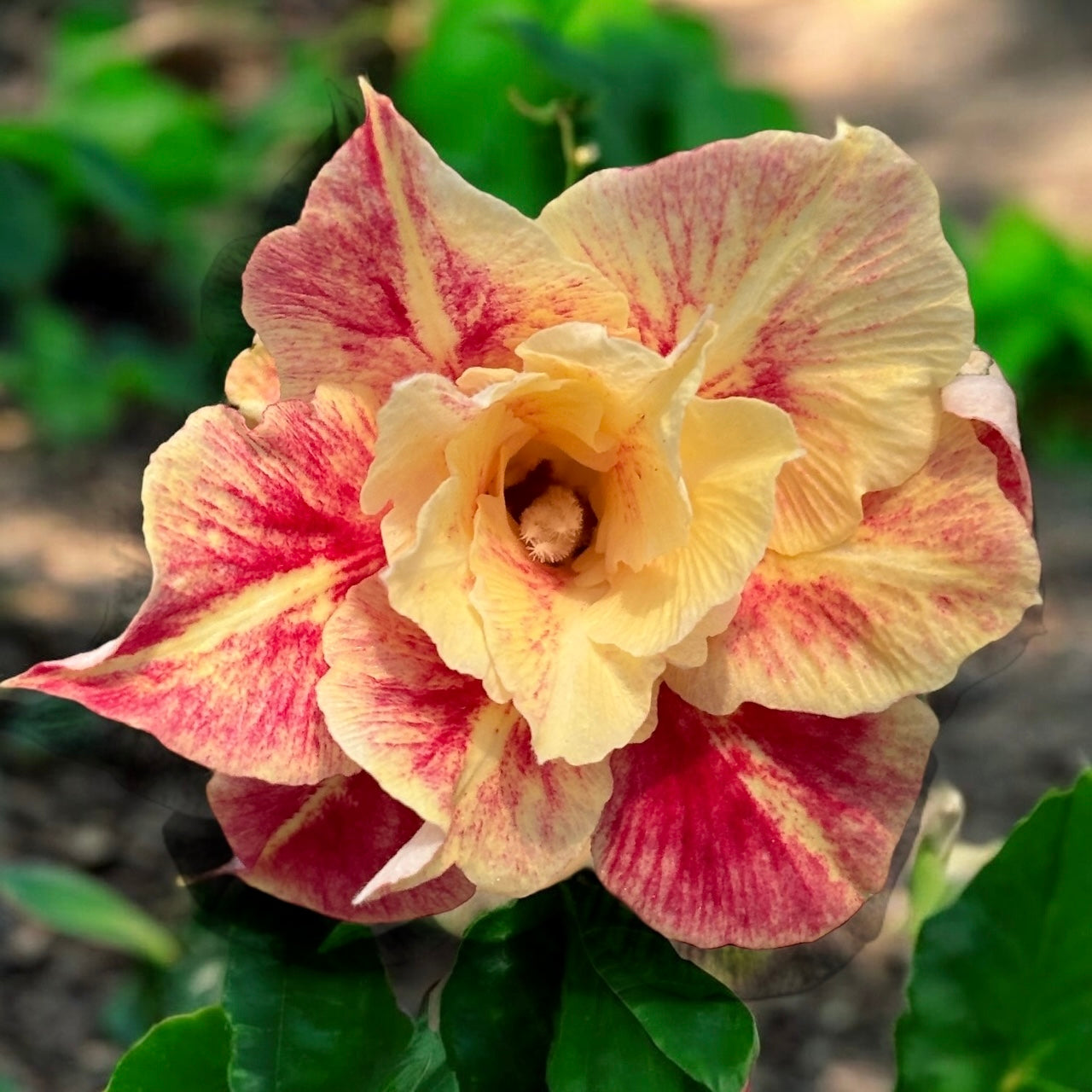 Adenium obesum 'Destiny'