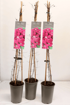 Клематис - Clematis 'Rouge Cardinal' (Късна група с големи цветове)