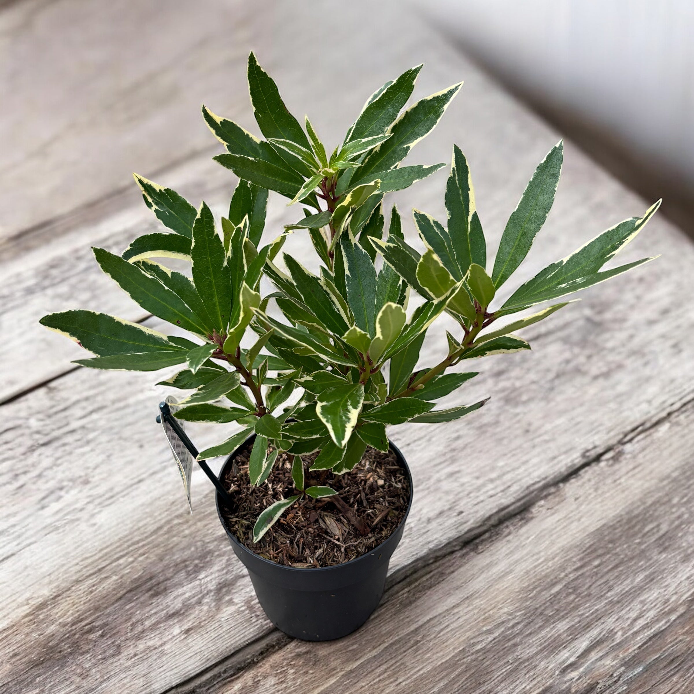 Rhododendron ponticum 'Variegatum' (de gradina) - frunze variegate