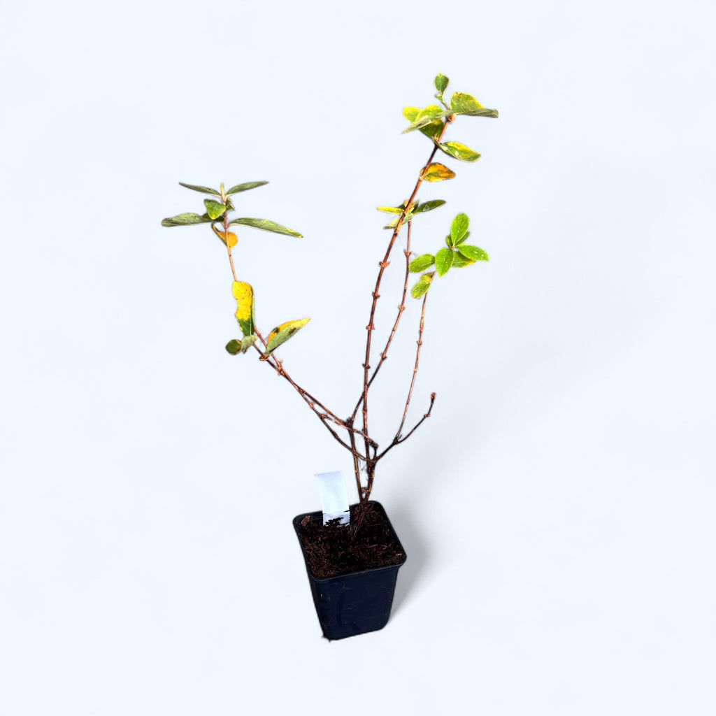 Lonicera kamtschatica 'Indigo Gem' - Szibériai áfonya