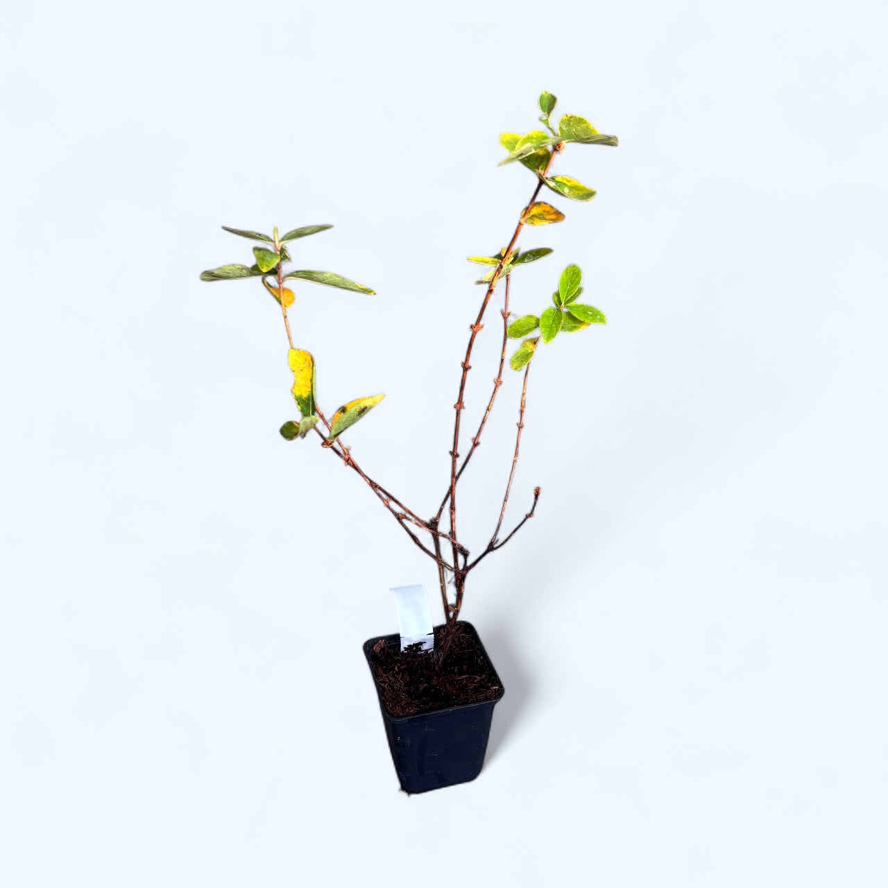 Lonicera kamtschatica 'Indigo Gem' -  Afin siberian