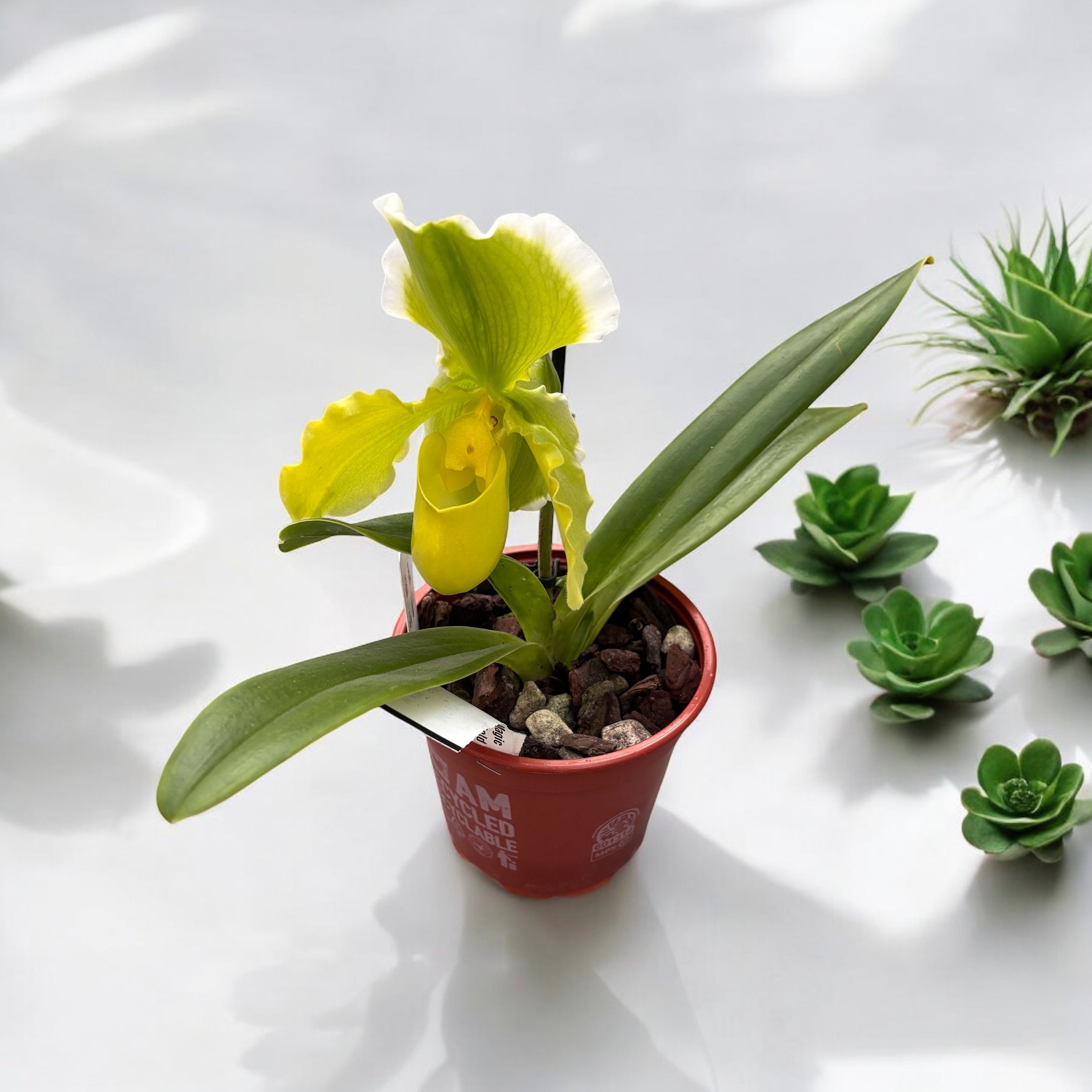 Paphiopedilum Magic Mountain-Honda Gold (Fiori XL!)