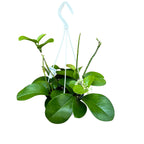 Hoya australis 'Kapoho' (Hawaii)