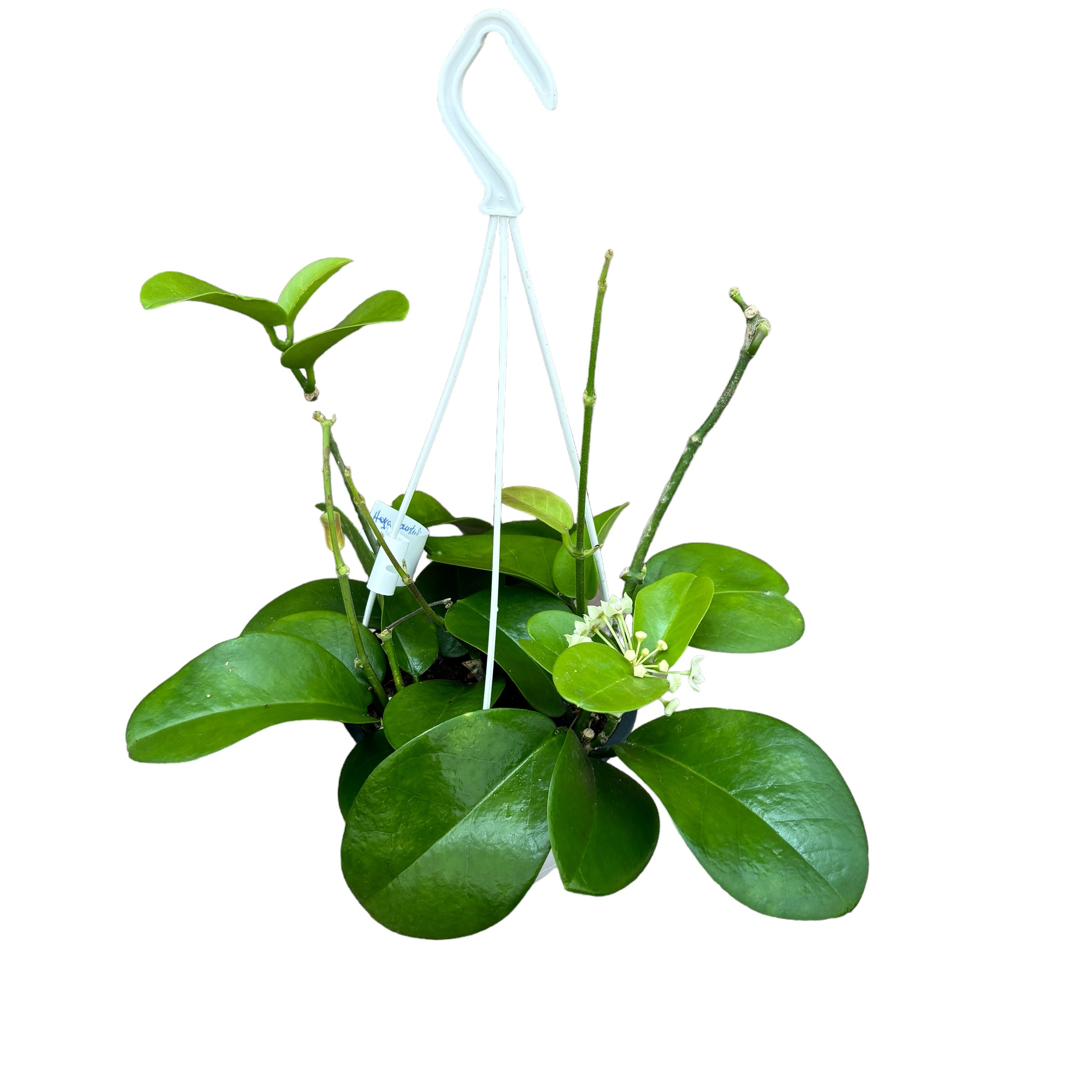 Hoya australis 'Kapoho' (Hawaii)