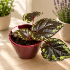 Begonia Ignita