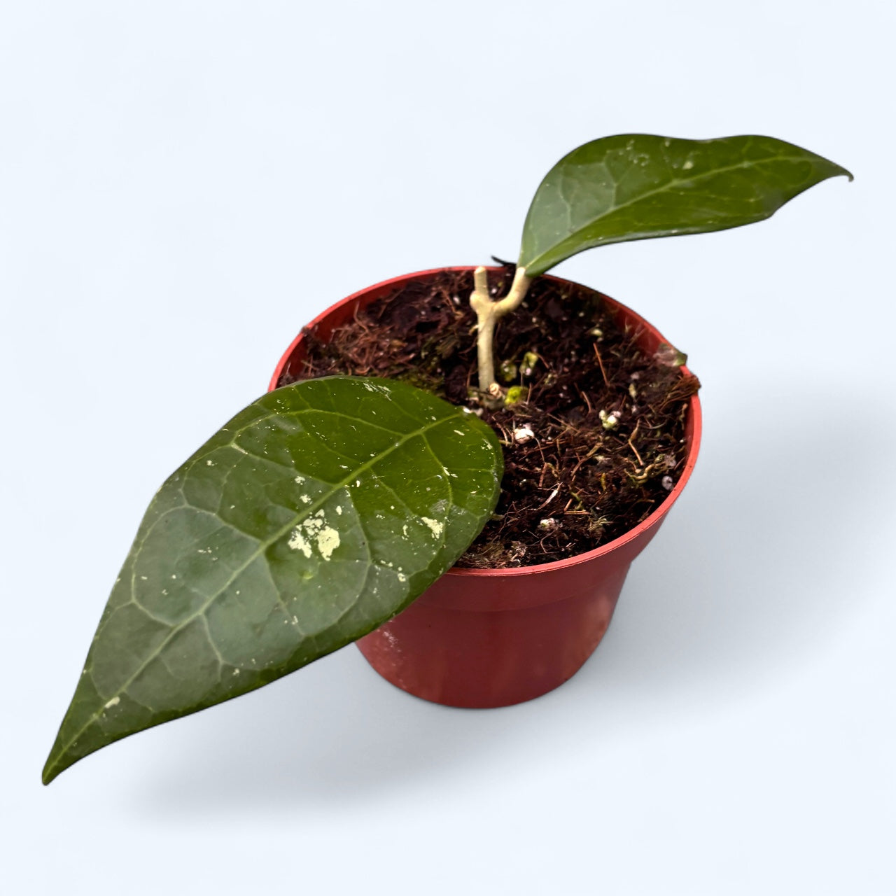 Hoya verticillata 'Lampung'