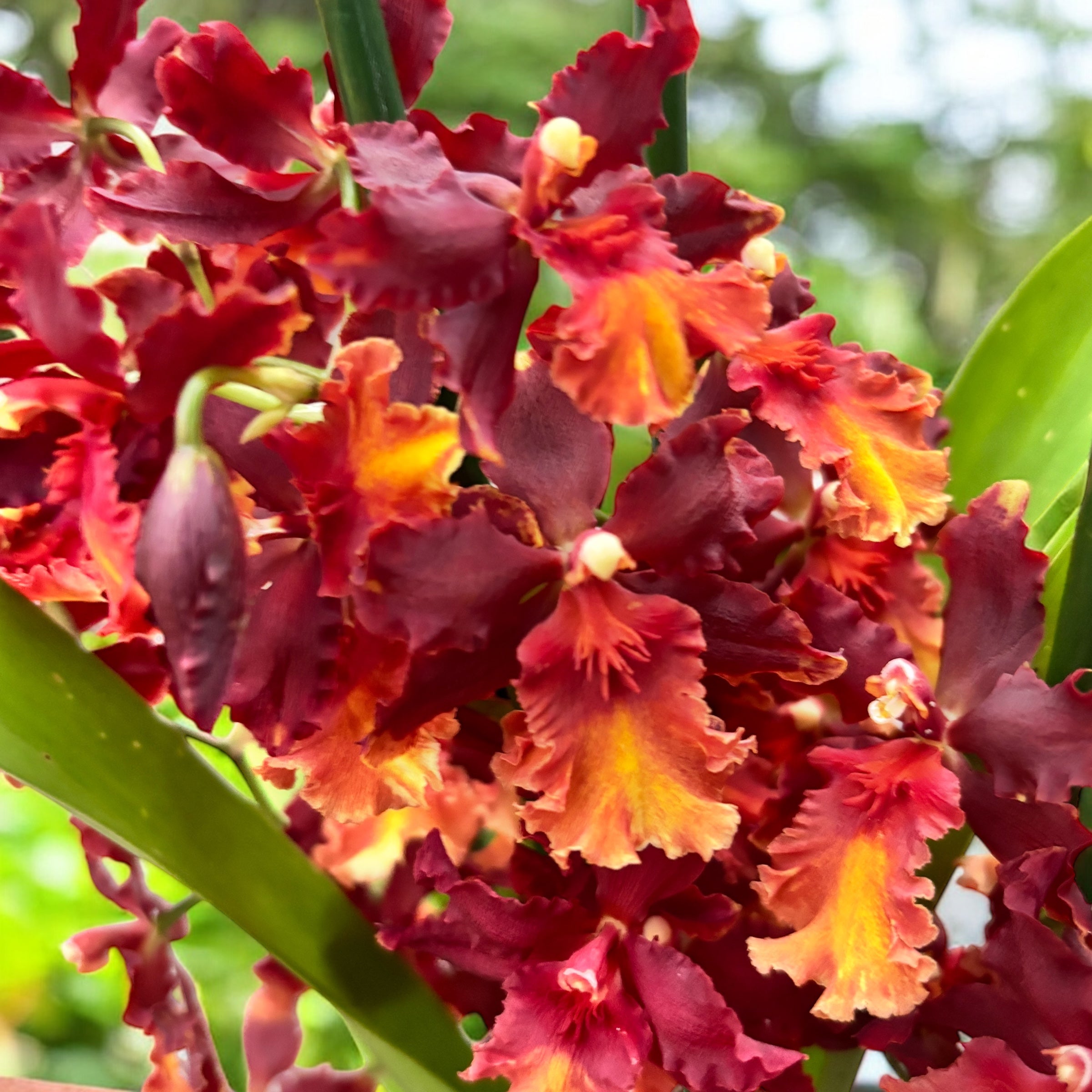 Wilsonara Aloha Sparks 'Ruby Eyes'