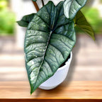 Alocasia 'Platinum Variegata' - unique