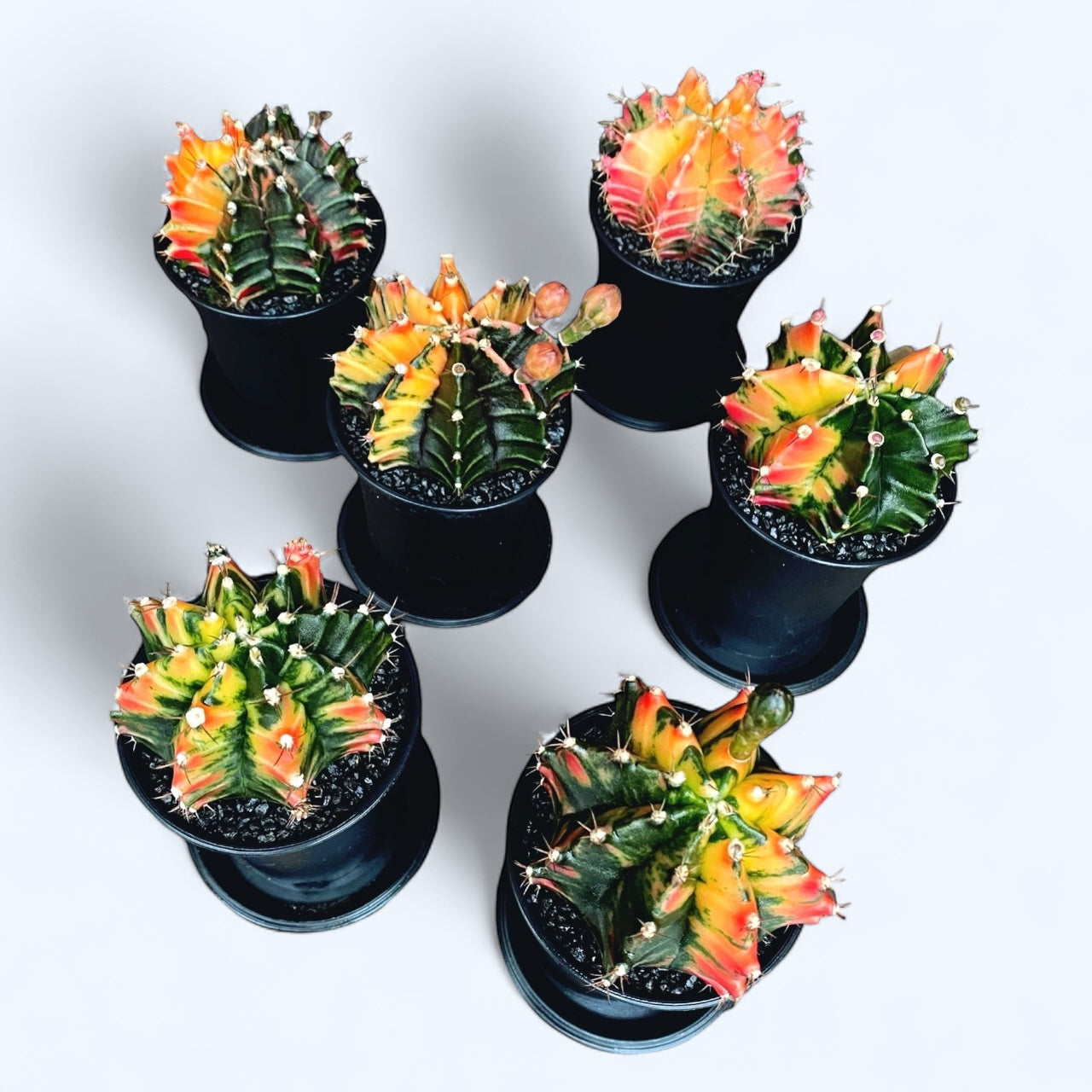 Gymnocalycium mihanovichii var. nichikii (Variegata) mix