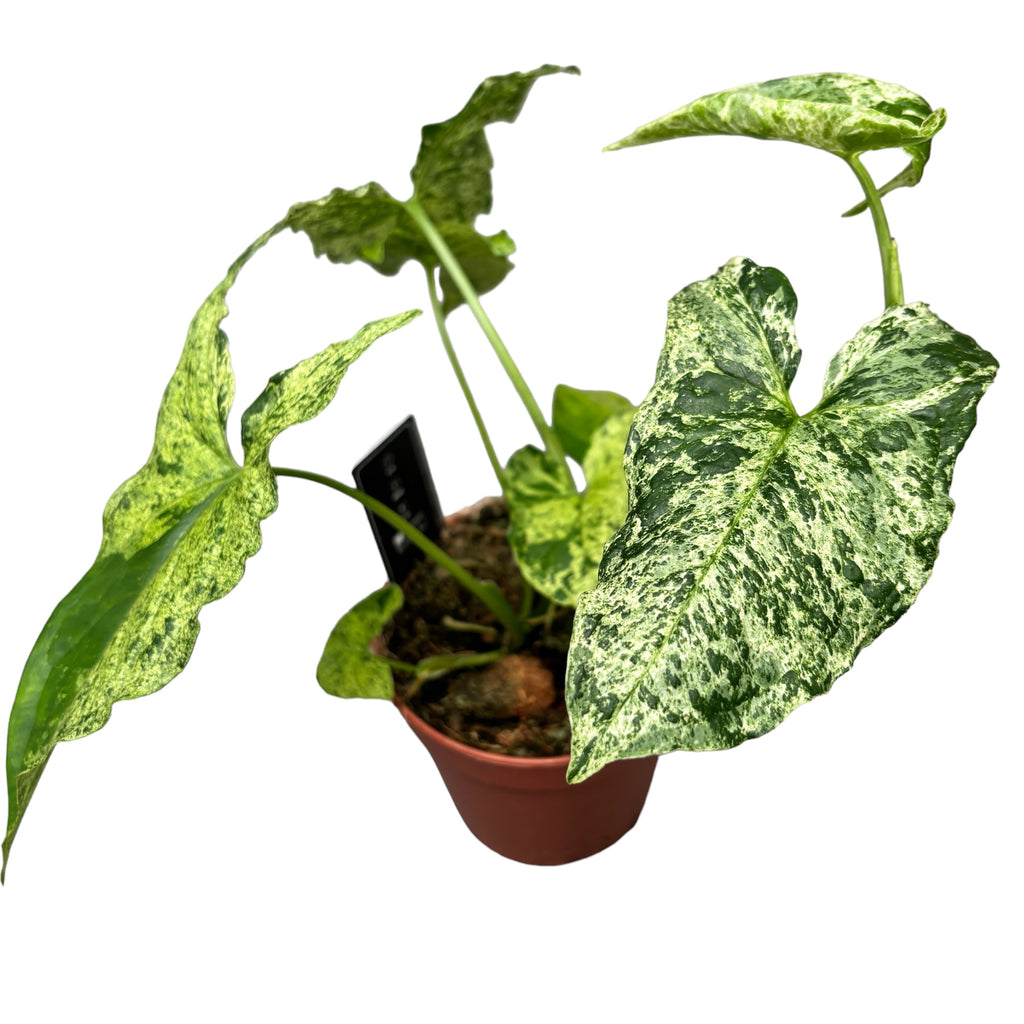 Сингониум подофилум петнист 'Мохито'