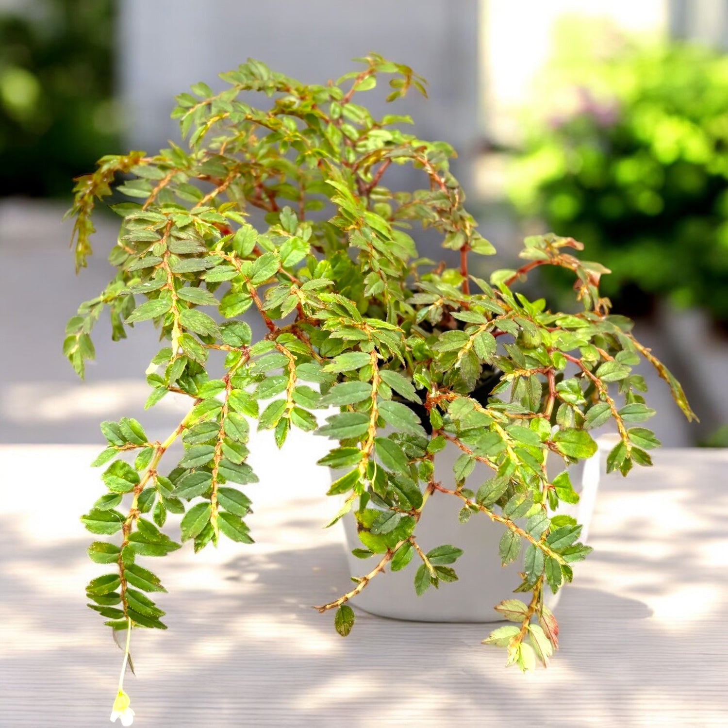 Begonia foliosa var. miniata (Fuchsia Begonia) D9