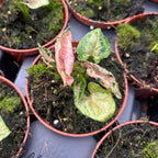 Syngonium ‘Pink Rolli’ - planta de colectie