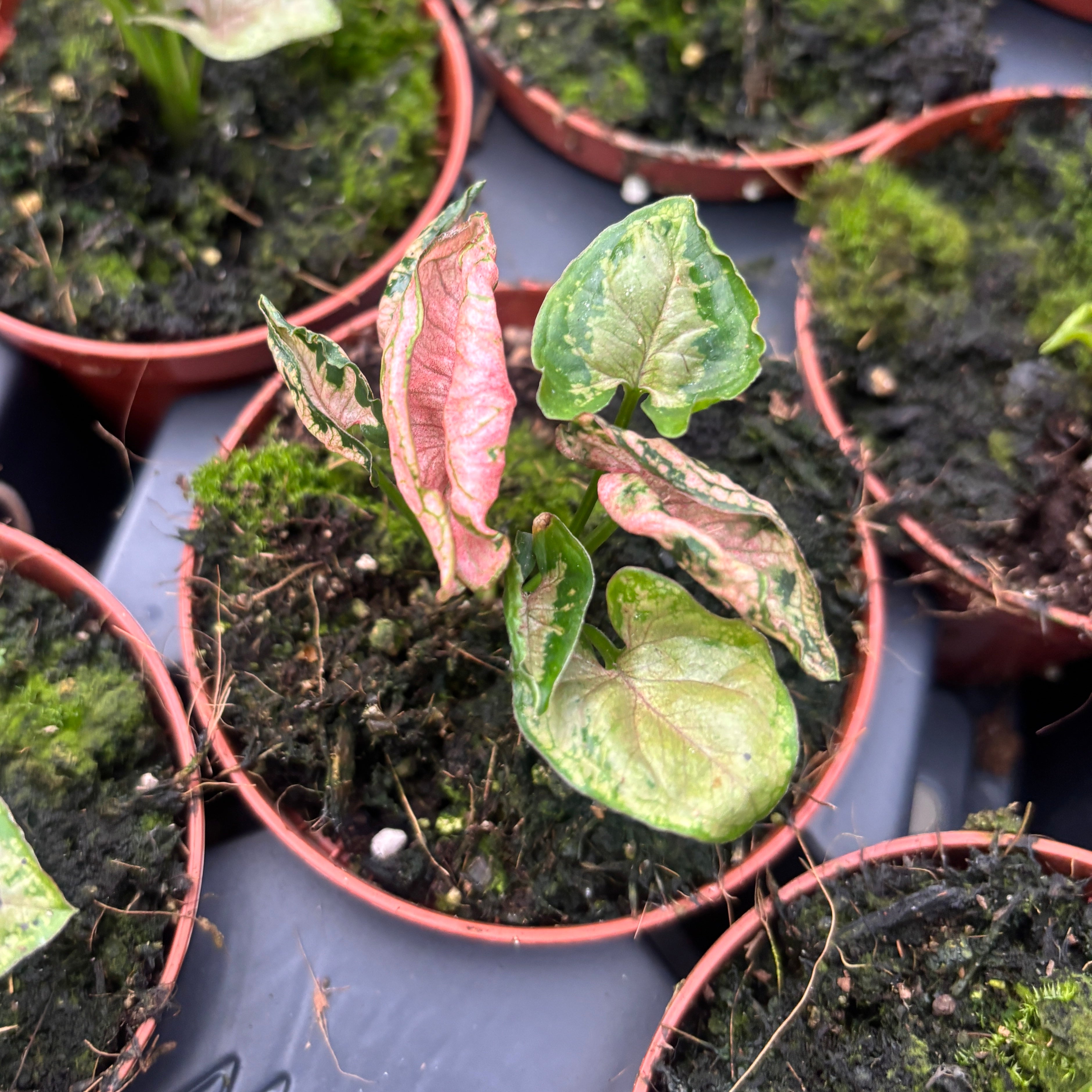 Syngonium ‘Pink Rolli’ - planta de colectie