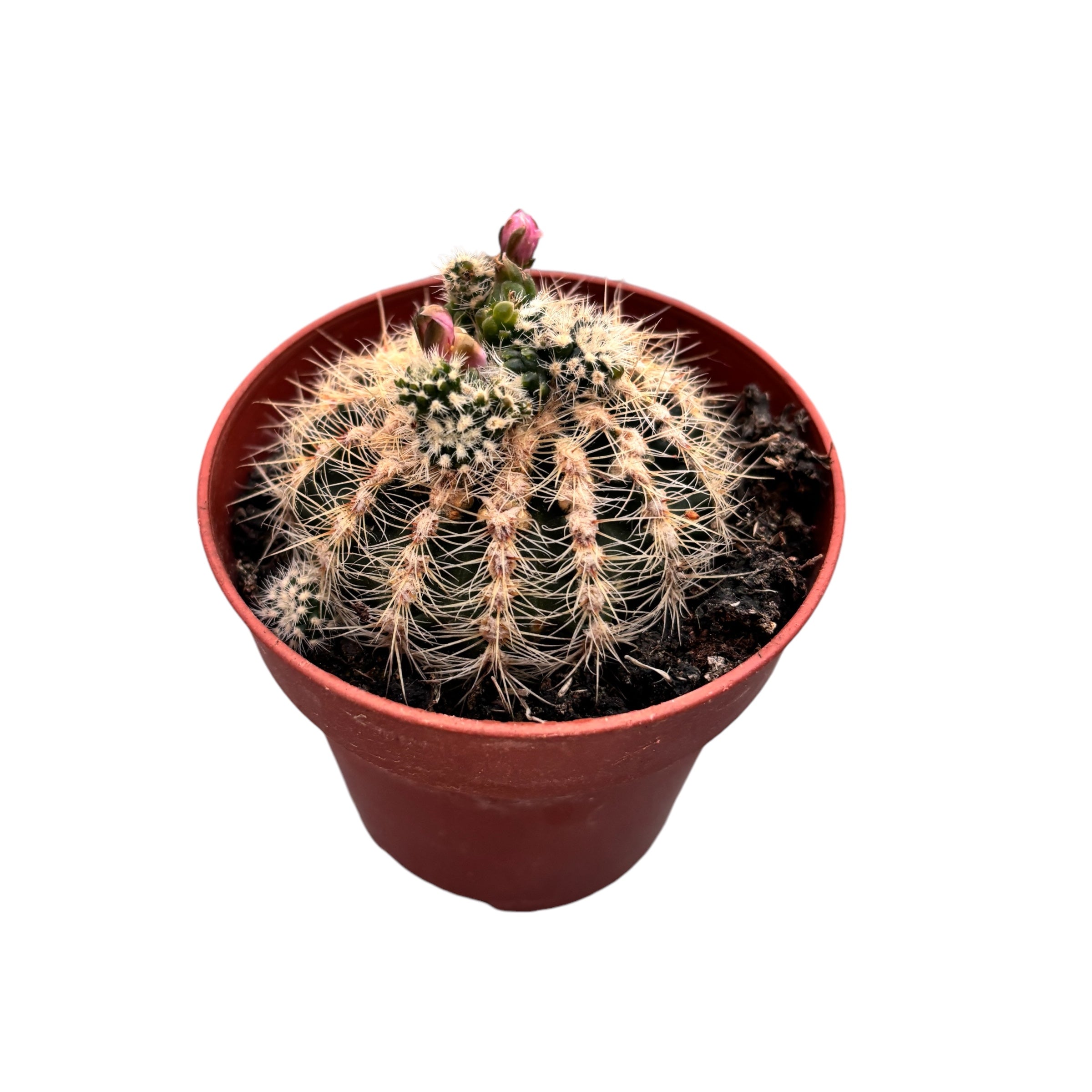 Gymnocalycium Bruchii