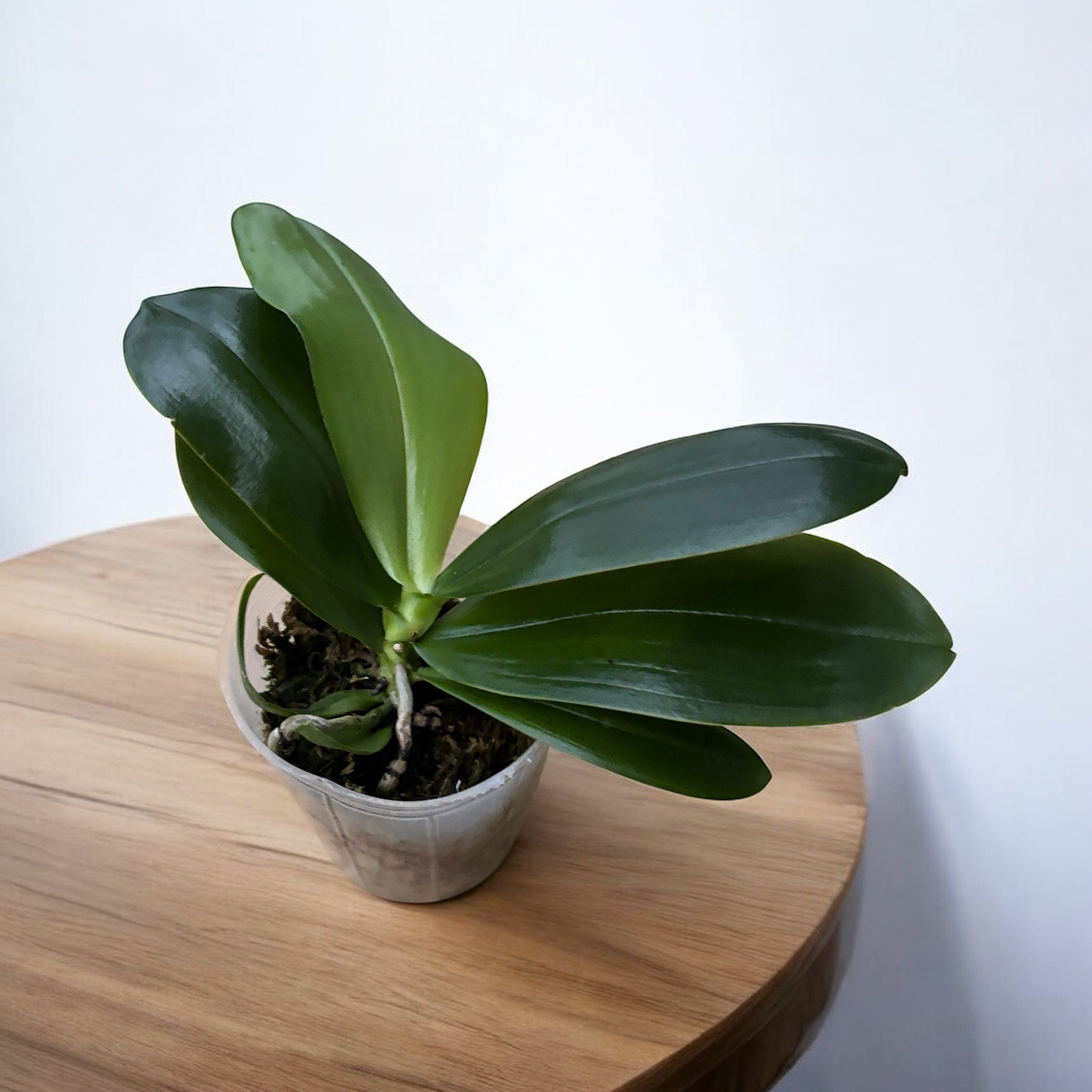 Phalaenopsis Yaphon Bear Sir '634'