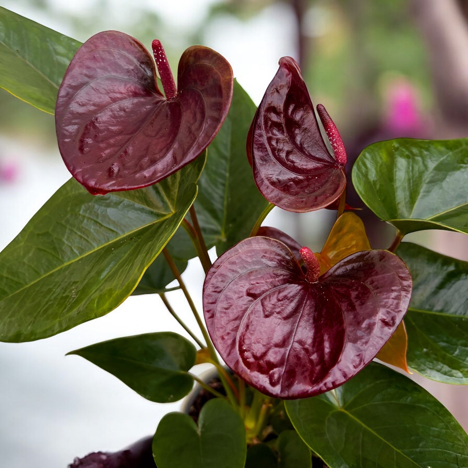 anthurium rouge arrosage Anthurium « Essencia » avec masque déco et système d'auto-arrosage, en – Secret Garden Plant Shop