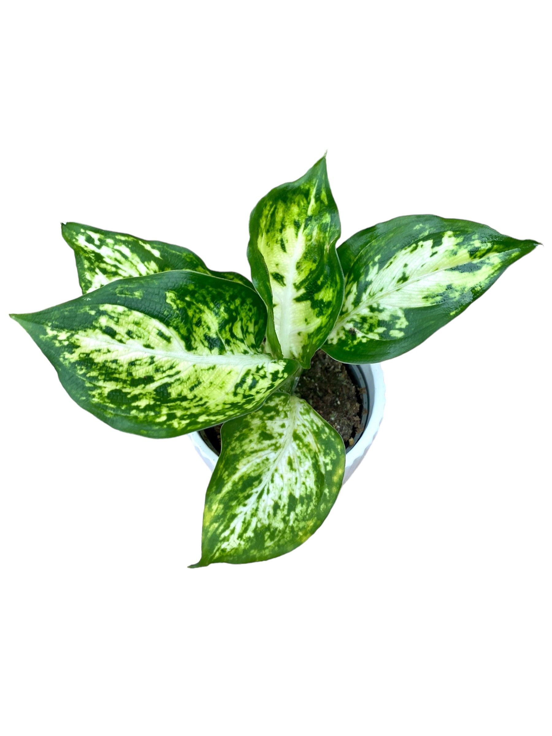 Dieffenbachia maculata 'Amy' (babyplant)