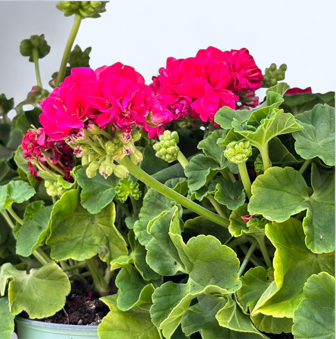 Muscata trandafir - Pelargonium Royal Rosebud 'Dr. Margrethe'