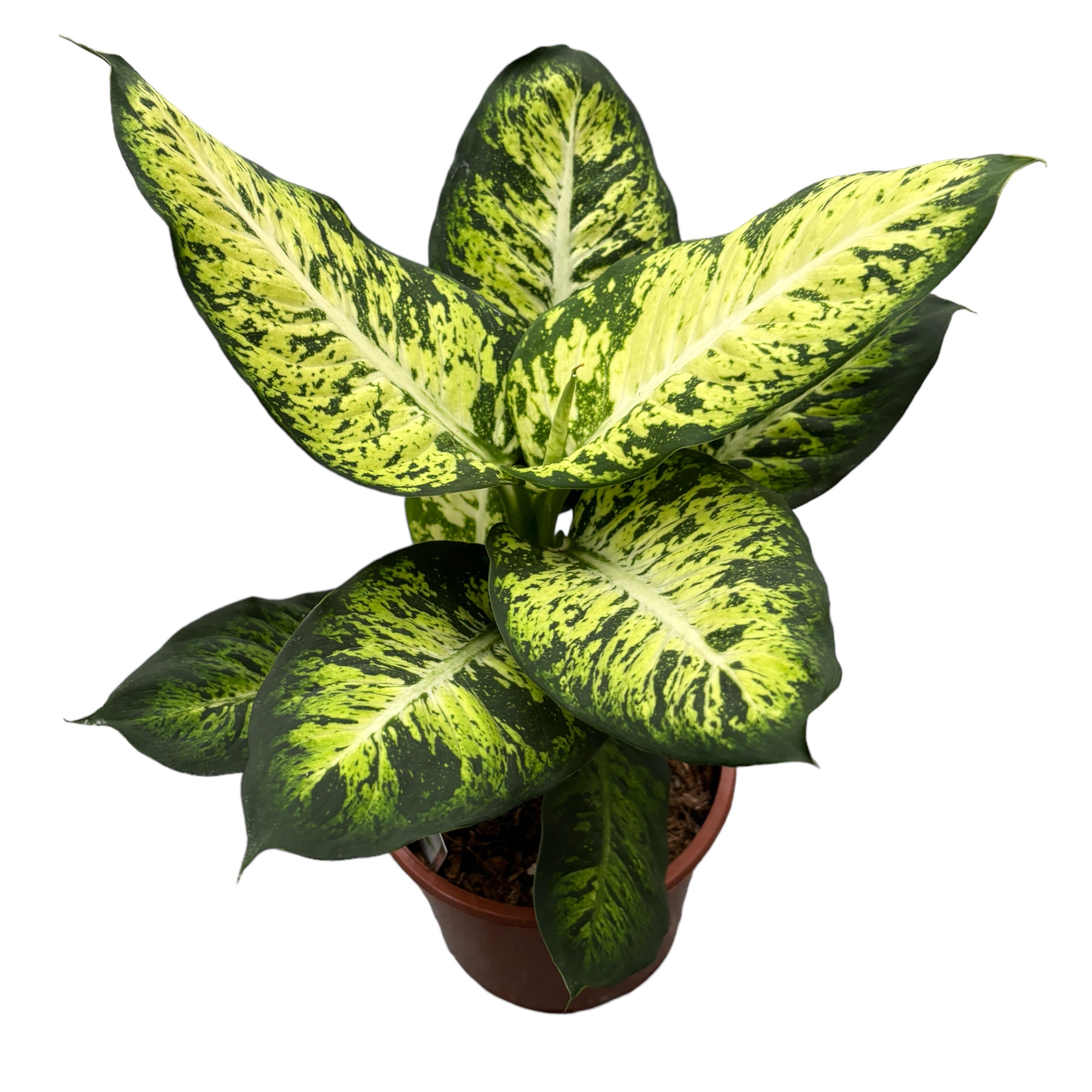 Dieffenbachia Sublime (planta Feng Shui)
