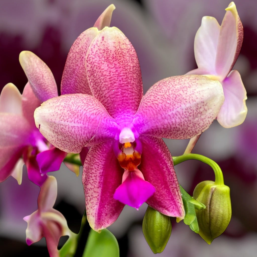 Phalaenopsis Sweet Memory Liodoro - intensivt doftande blommor