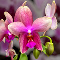 Phalaenopsis Sweet Memory Liodoro - intensely fragrant flowers
