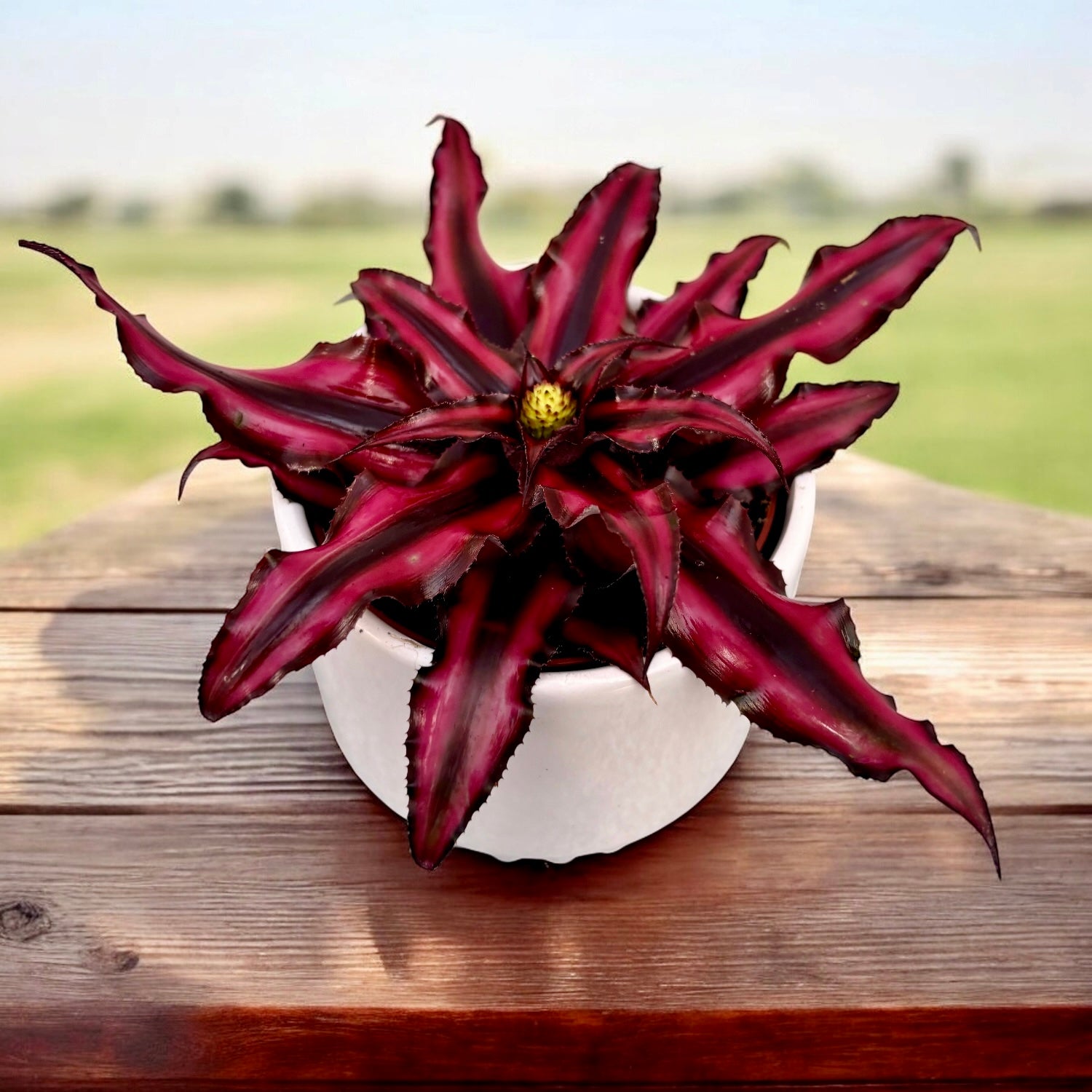 Cryptanthus ‘Red Star’ (Earth Star) - steaua tropicala cu frunzis rosu-bordo