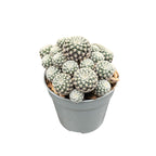 Sulcorebutia Langeri