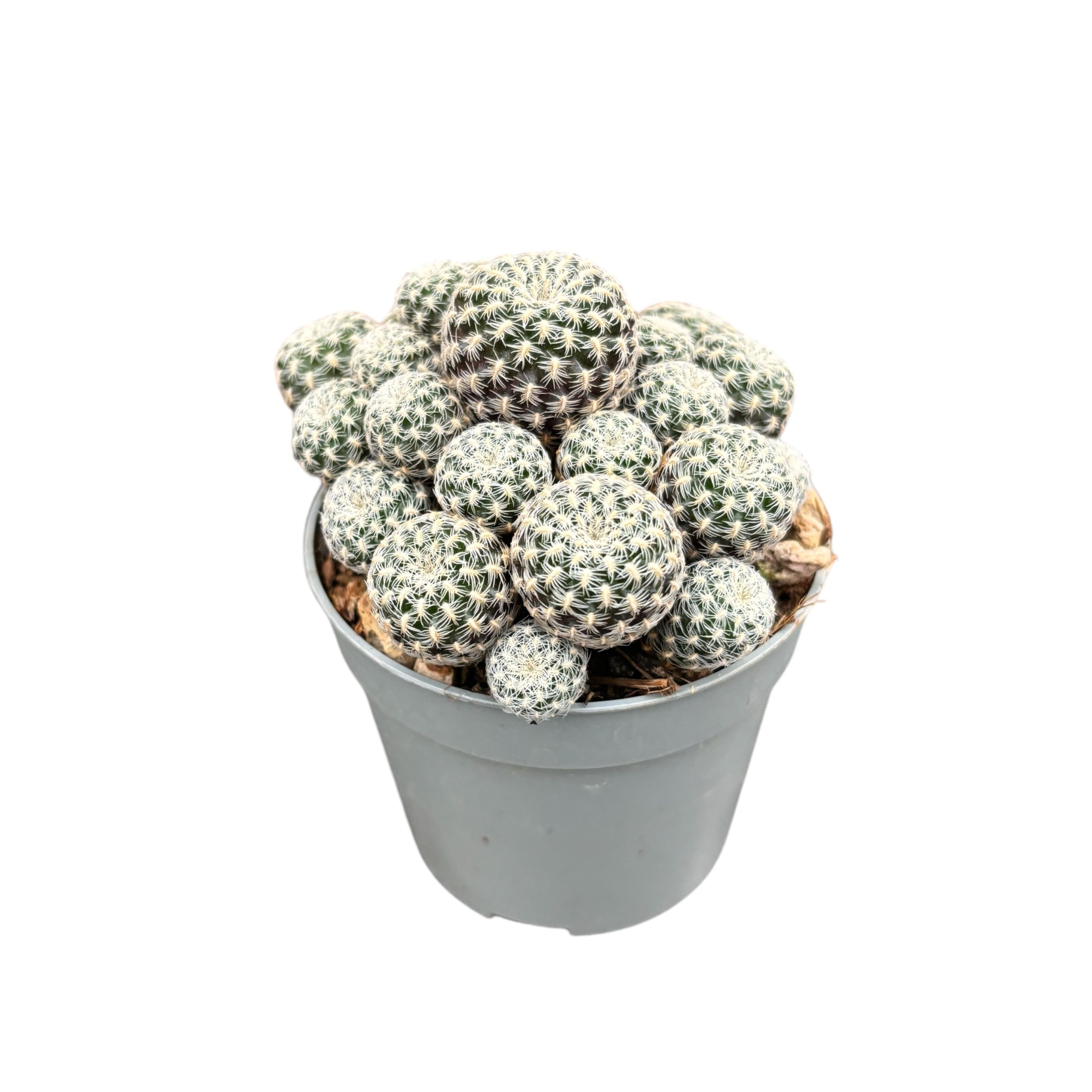 Sulcorebutia Langeri