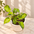 Epipremnum pinnatum ‘Neon Joy’ - Epipremnum panaché vert citron-lime