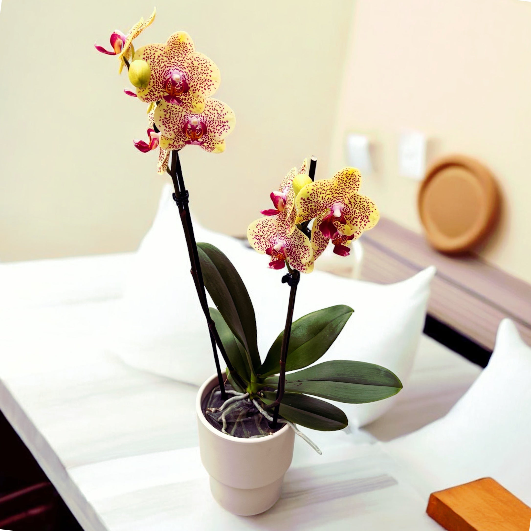 Phalaenopsis Fancy Freckles