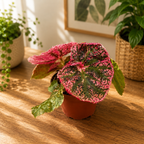 Begonia 'Midnight Sun'