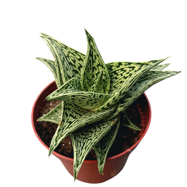 Aloe variegata 'Tribal'