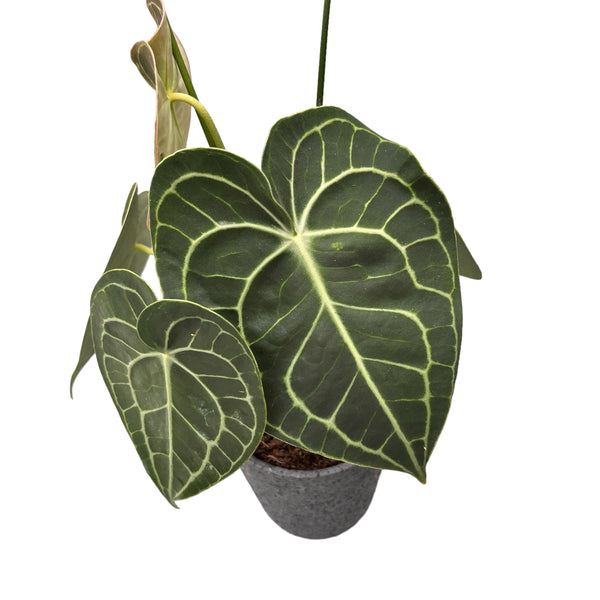 Anthurium Clarinervium