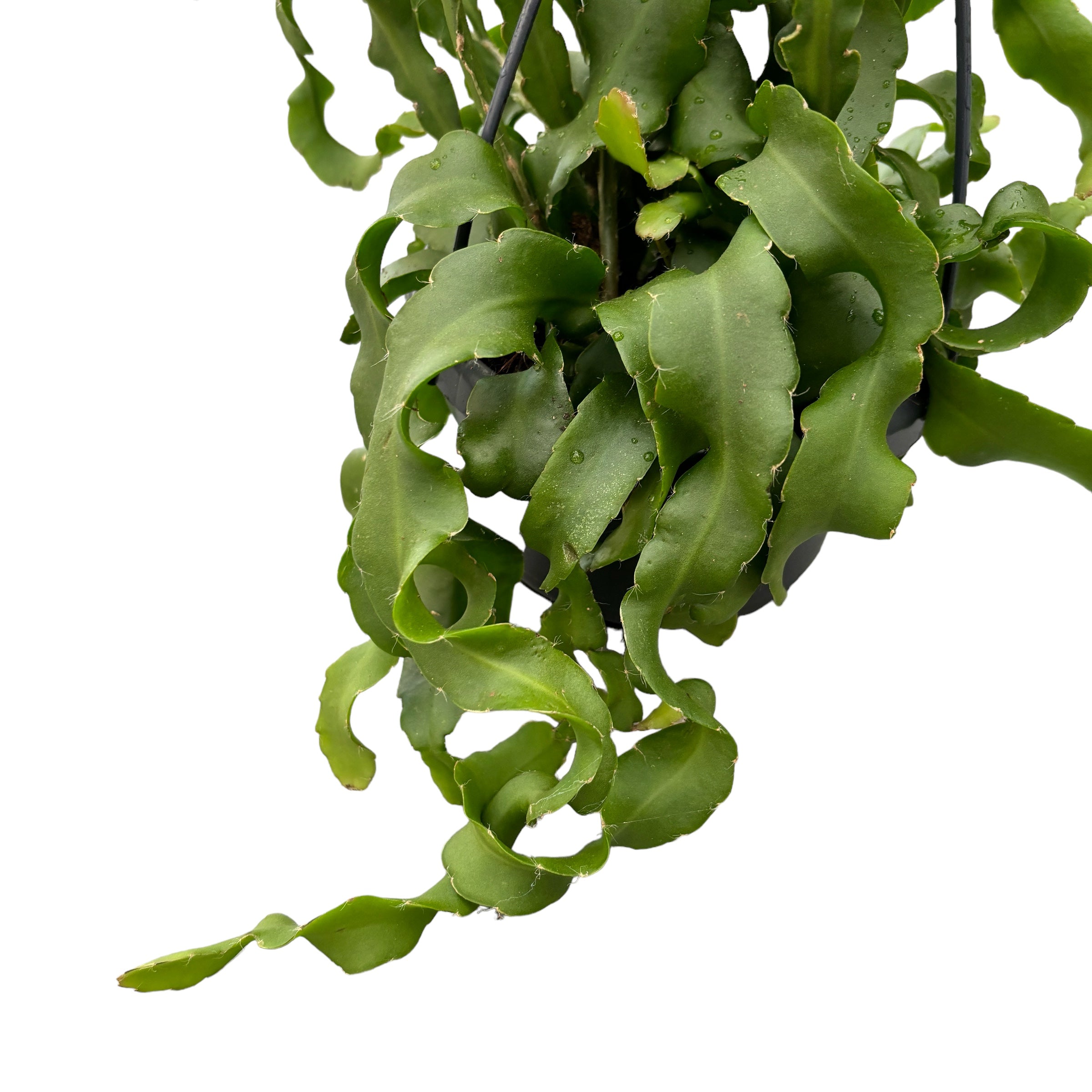 Epiphyllum 'Guatemalense Monstrosa' (Curly Sue Locks) - orhideea cactus, flori parfumate