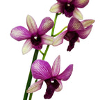 Dendrobium Phalaenopsis Sunny Cocktail