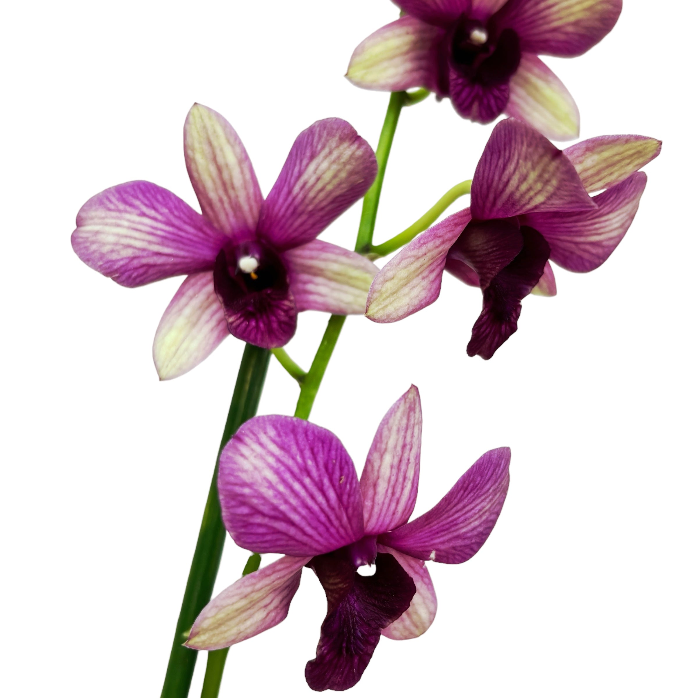 Dendrobium Phalaenopsis Sunny Cocktail