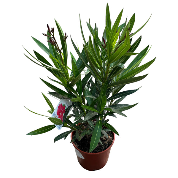 Red Leandru – (Nerium Olander) 2 Pflanzen/Töpfe – XL-Exemplare