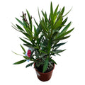 Leandru rosu - (Nerium Olander) 2 plante/ghiveci - exemplare XL