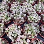 Fenestraria rhopalophylla – „Baby Toes”, läpikuultavalehtinen minikokoelma mehikasvi