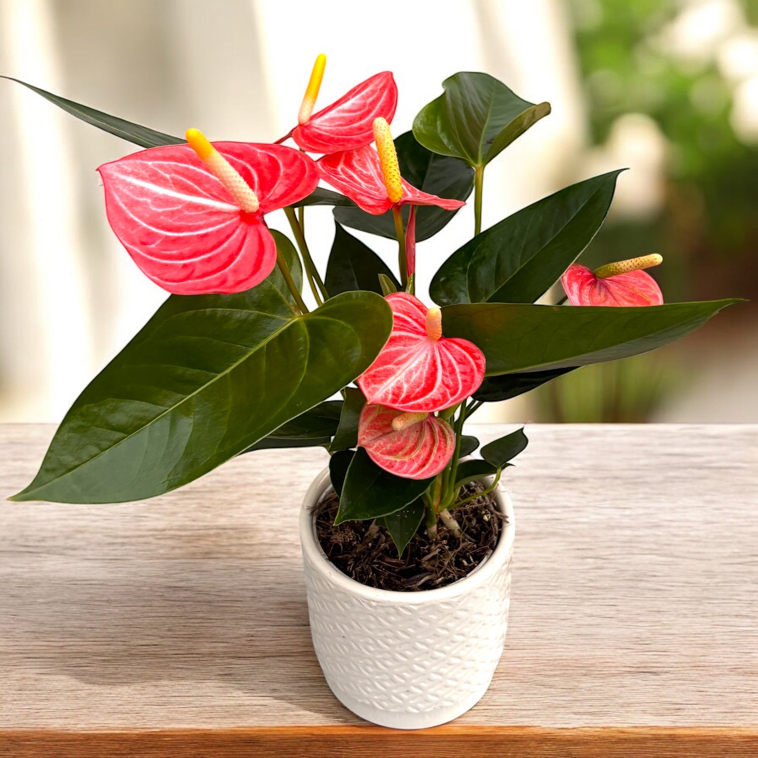 Anthurium Livium Orange - spectaculaire variëteit – Secret Garden