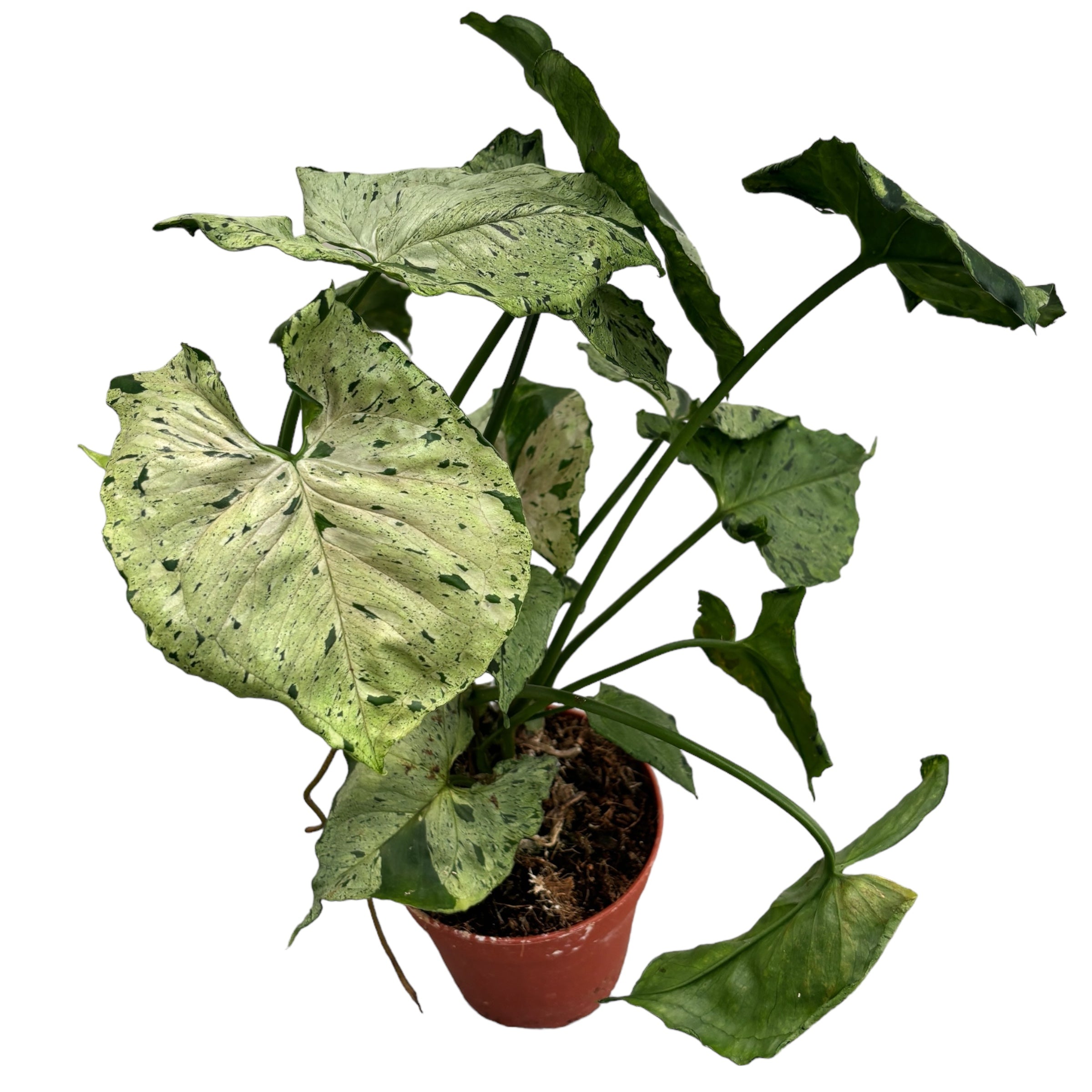 Syngonium ‘Grey Ghost’