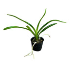 Aerides jarckiana * fragrant