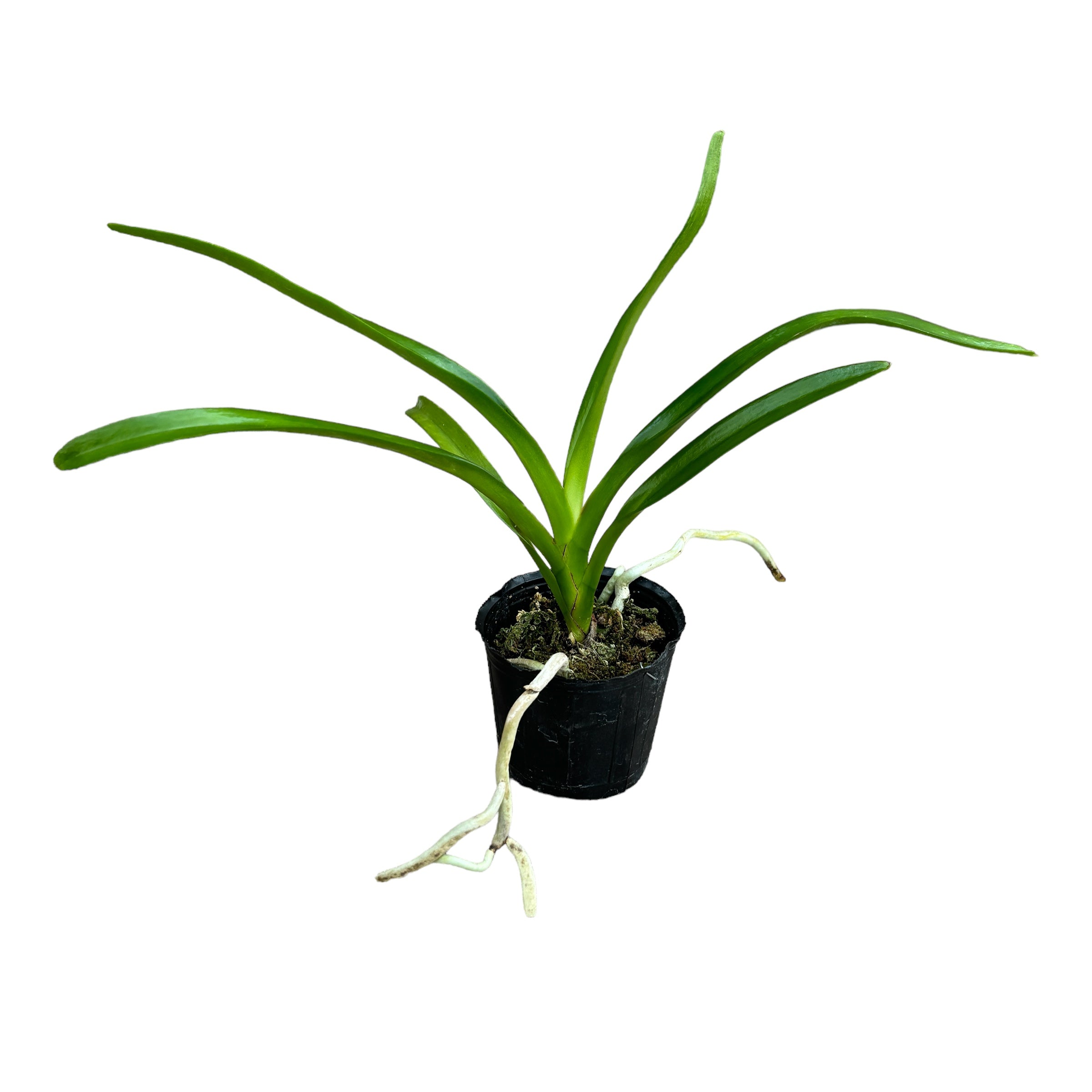 Aerides jarckiana * profumata