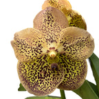Vanda Sahara Spots (ANSU)