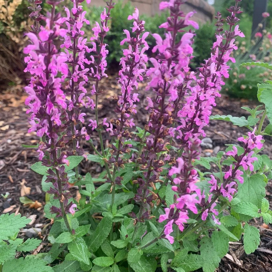 Salvia nemorosa ‘Sensation Deep Rose’