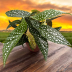 Begónia maculata ‘Double Dot’ (Begónia bodkovaná)